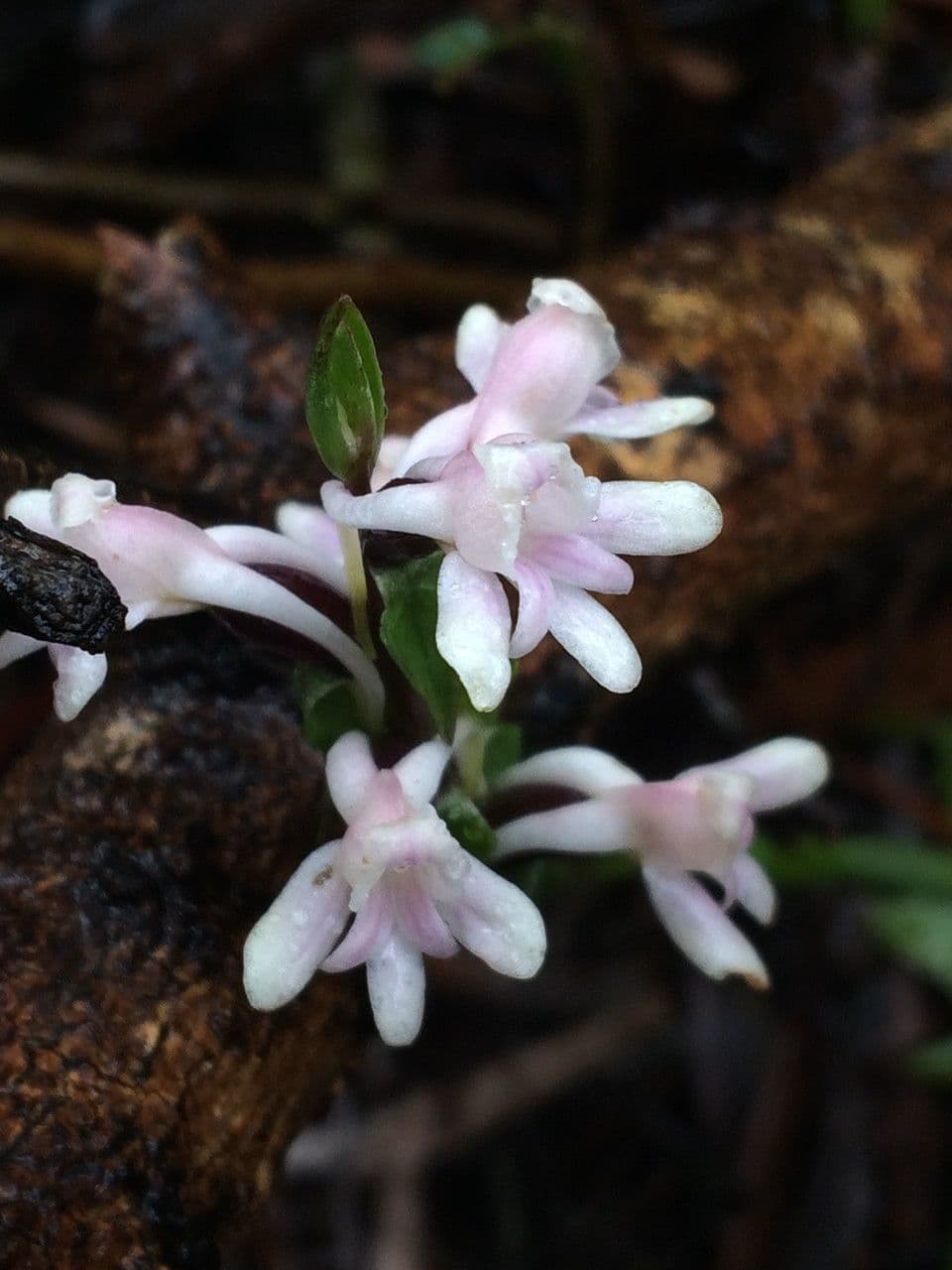 Satyrium 5