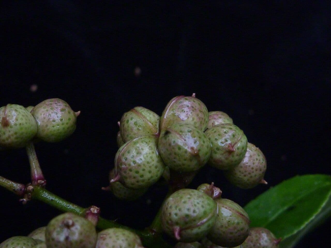 Zanthoxylum 3