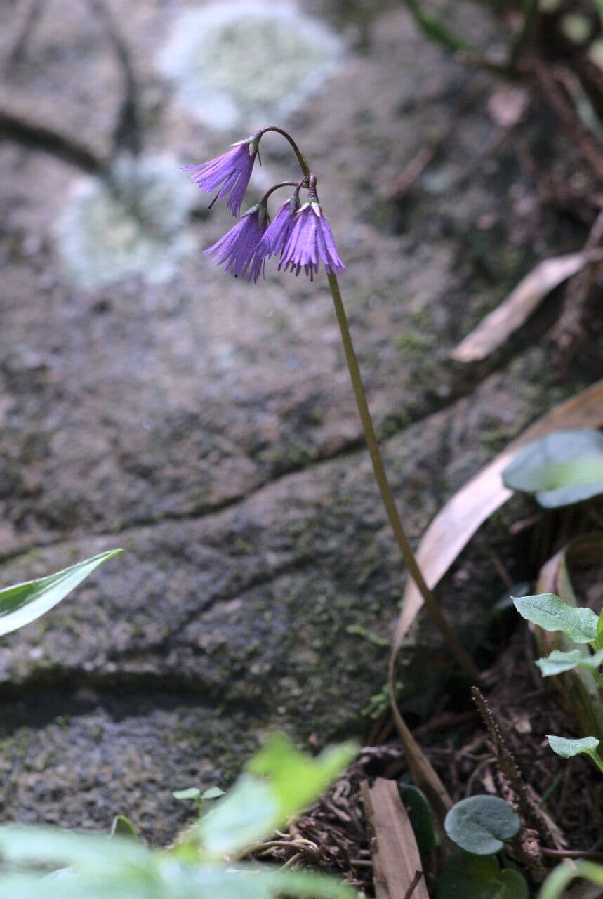 Soldanella