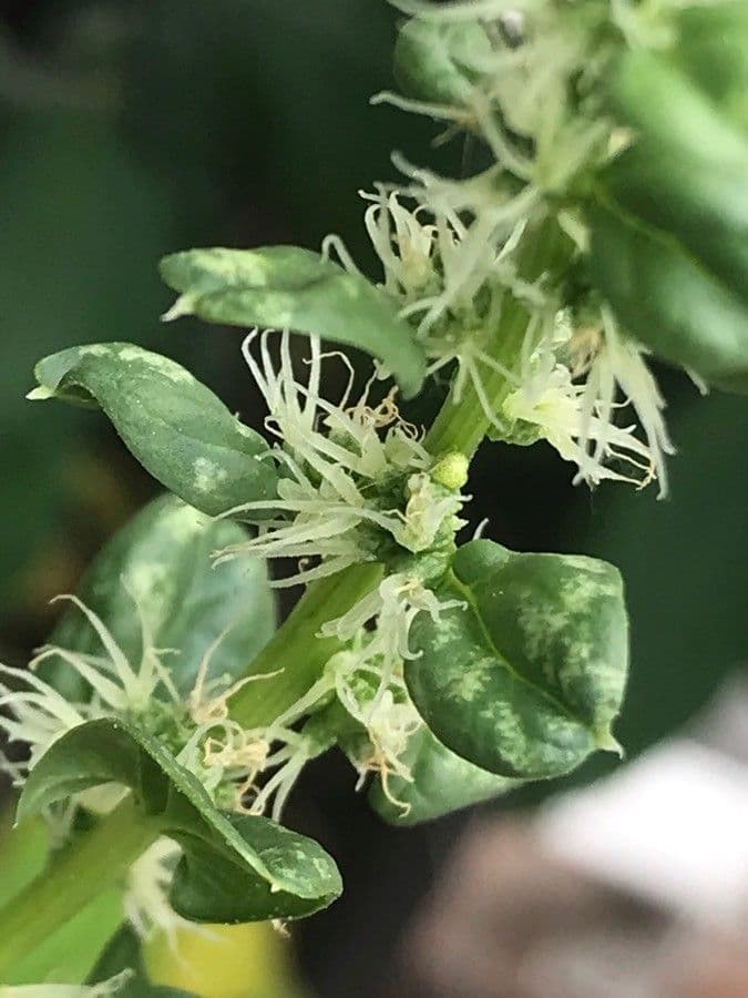 Spinaci 8