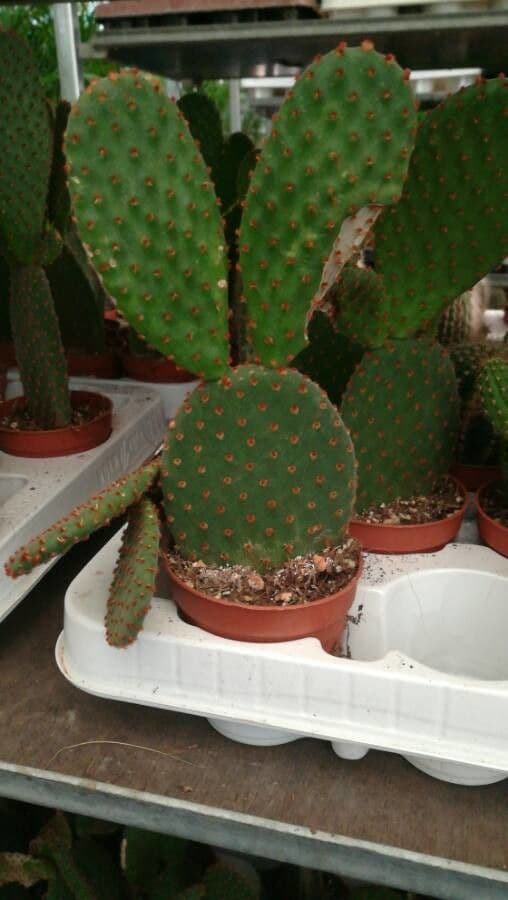 Nopal 25