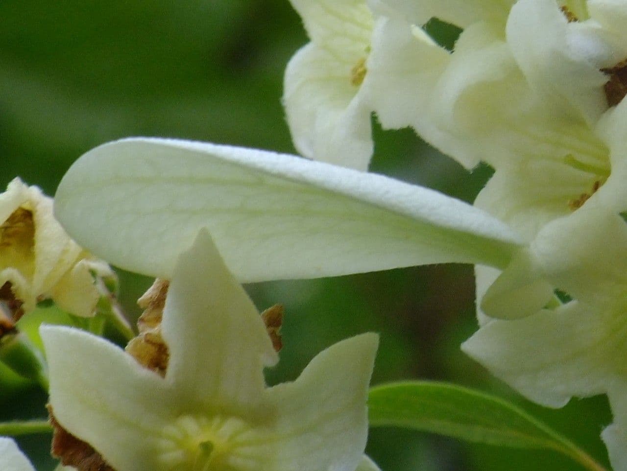 Emmenopterys 3
