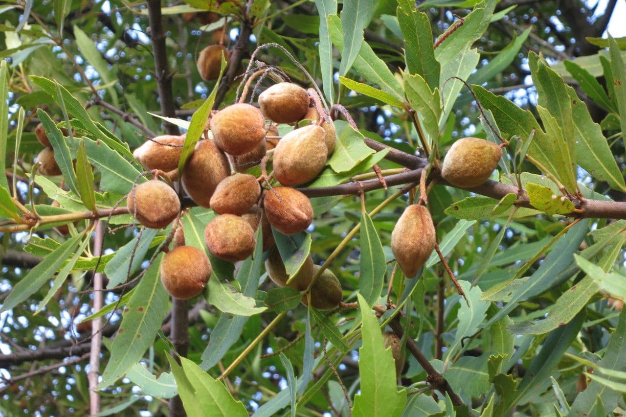 Brabejum