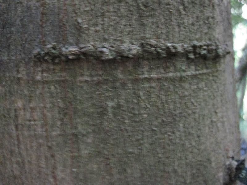 Thyrsodium 7