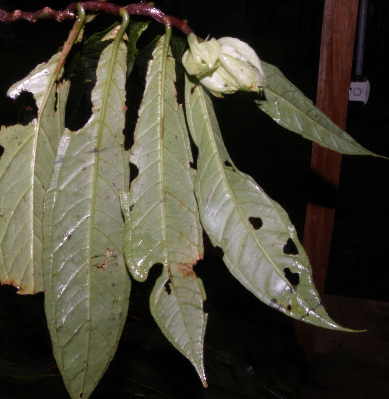 Drymonia 5