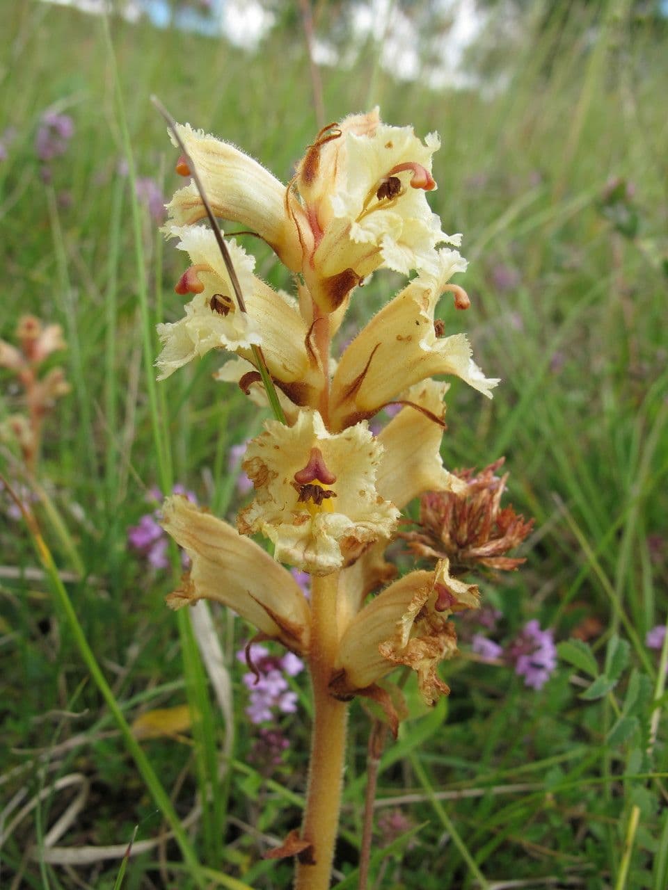 Orobanche alba 4