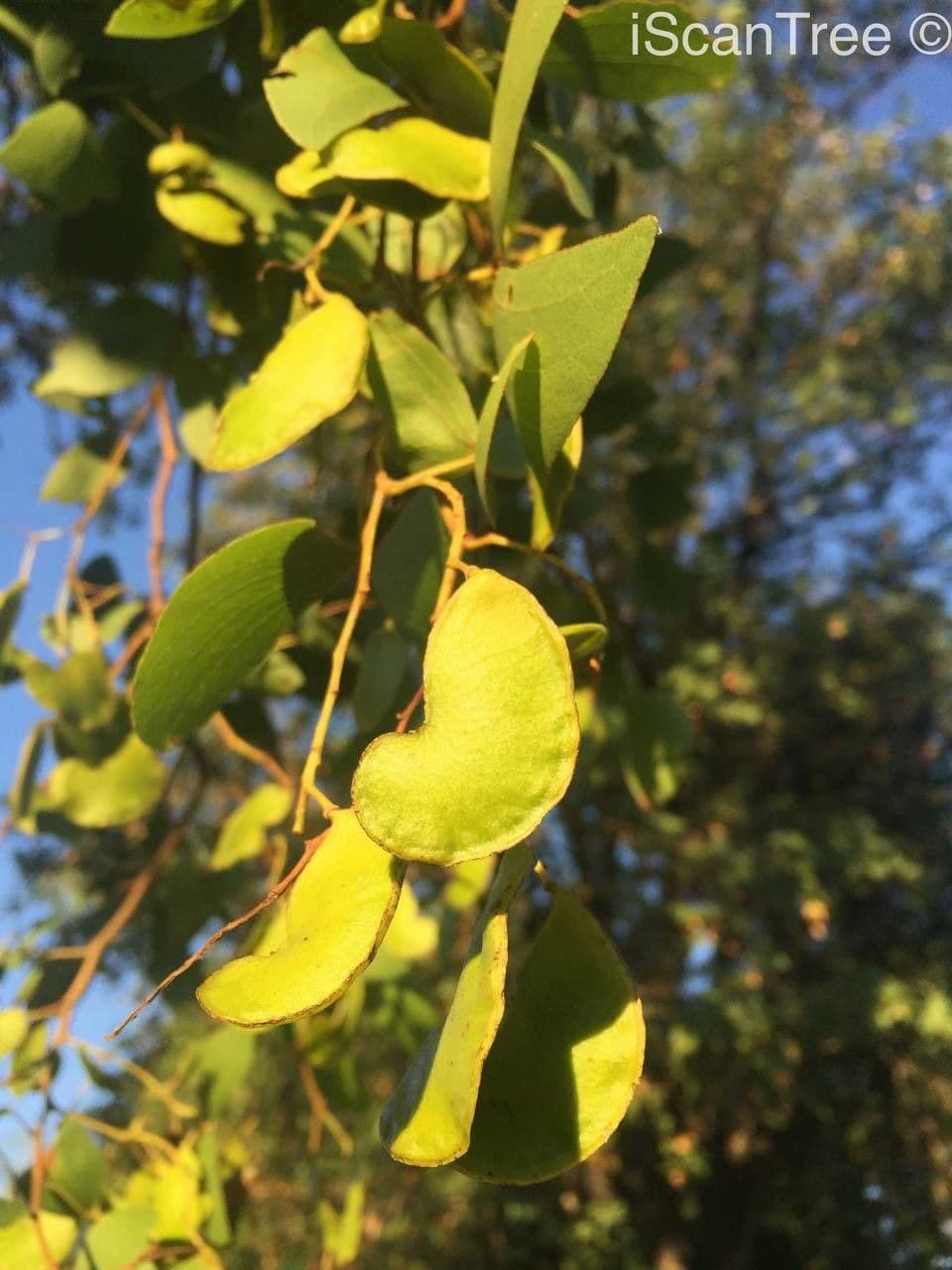 Mopane