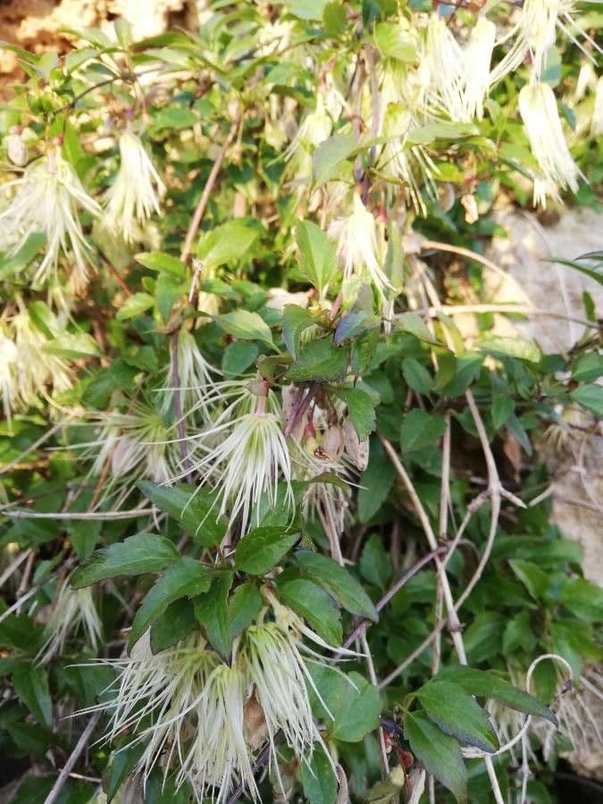 Clematis cirrhosa 18