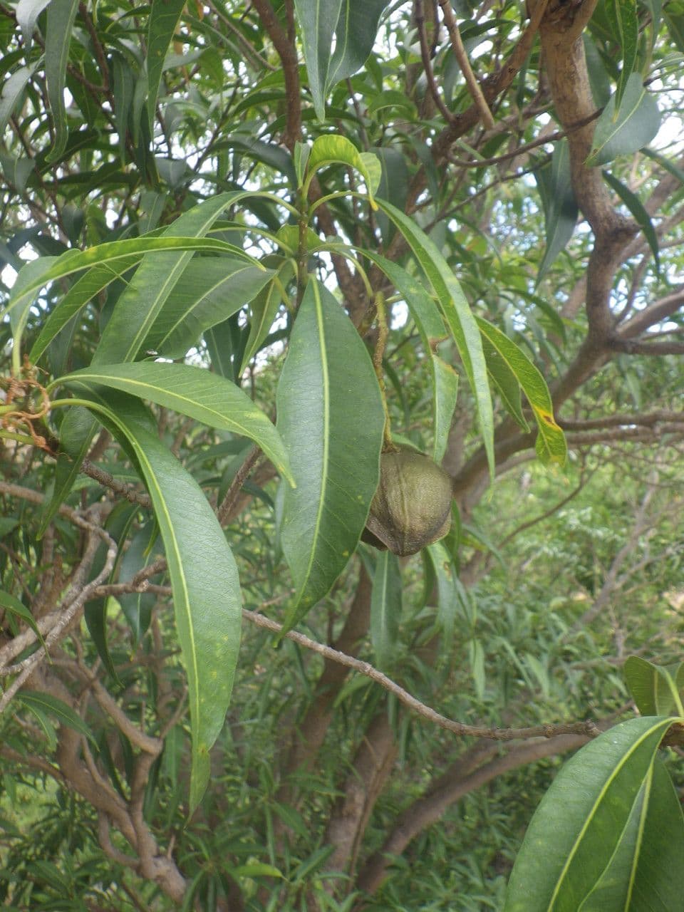Tabernaemontana persicariifolia 13