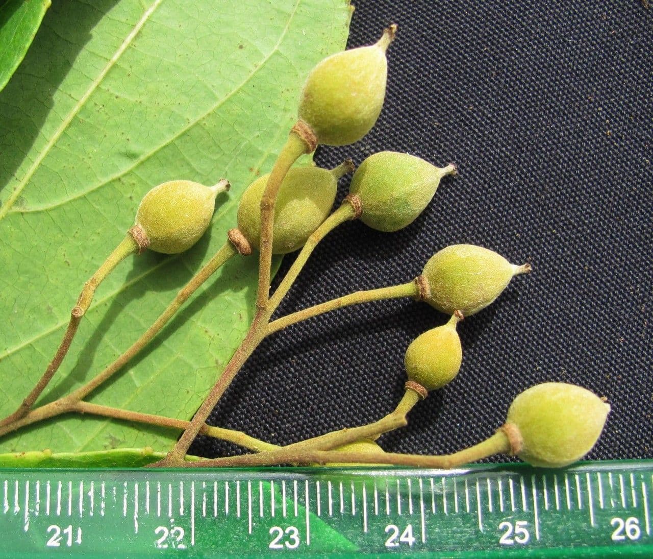 Macrohasseltia macroterantha