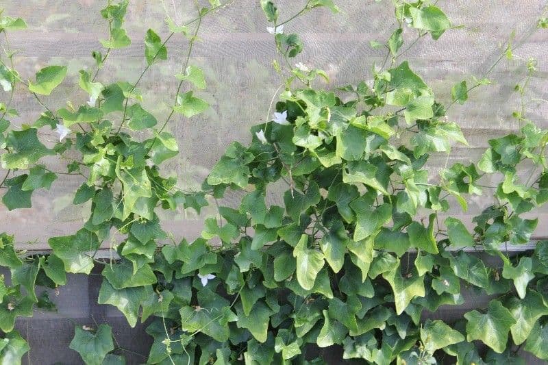 Melón escarlata 12