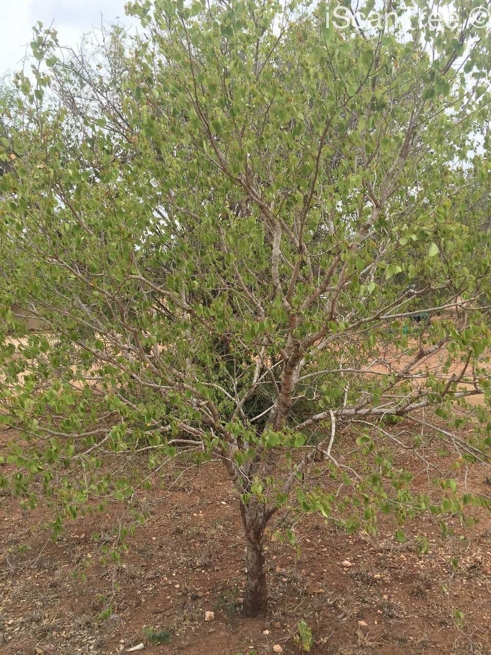 Pseudolachnostylis 7