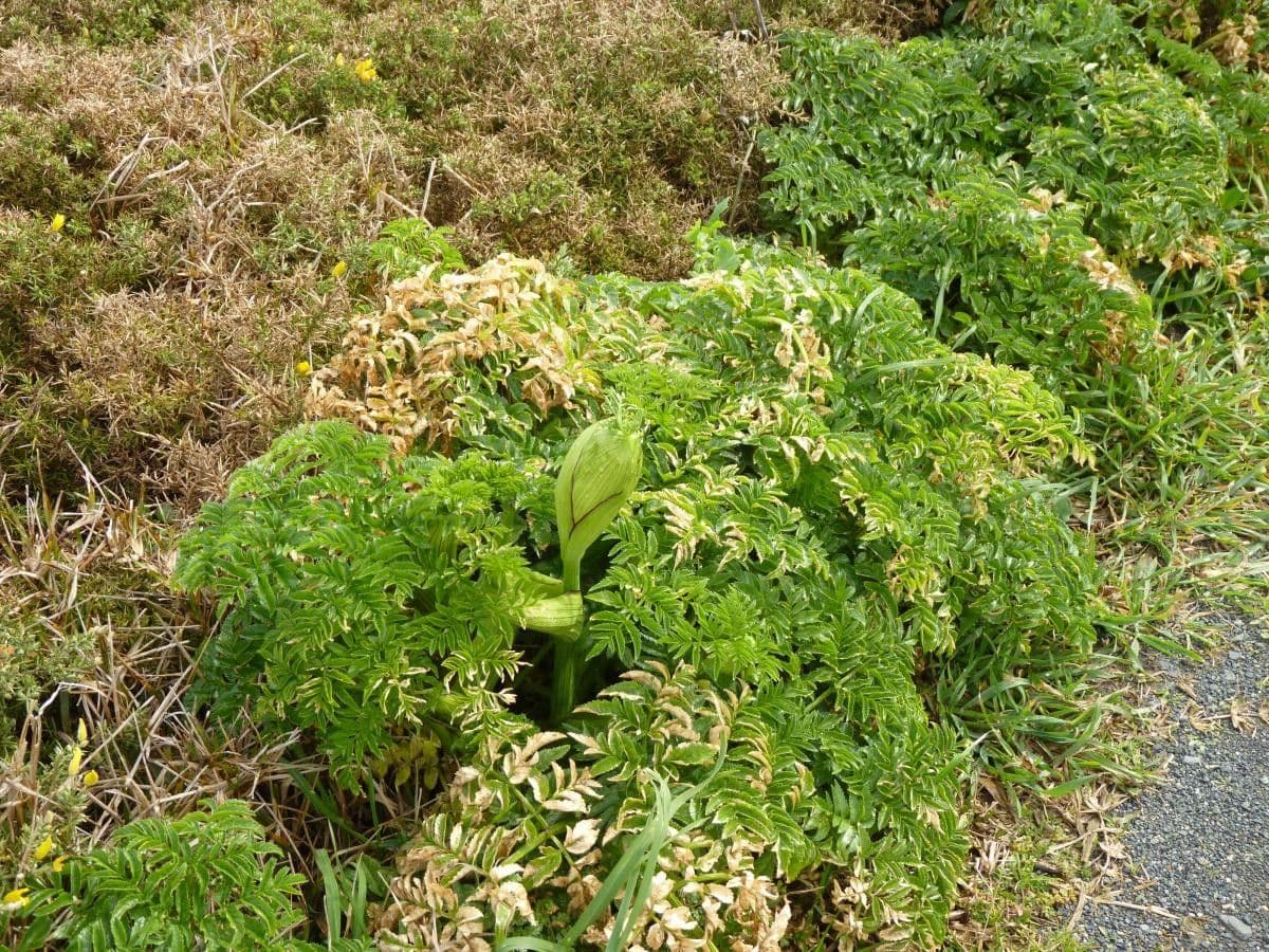 Angelica pachycarpa 7