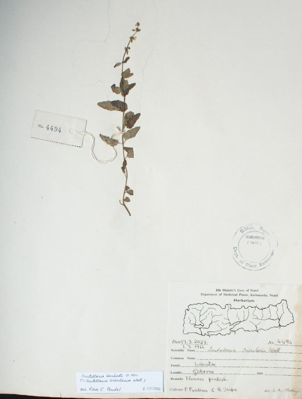 Bärtiger Helmkraut 6
