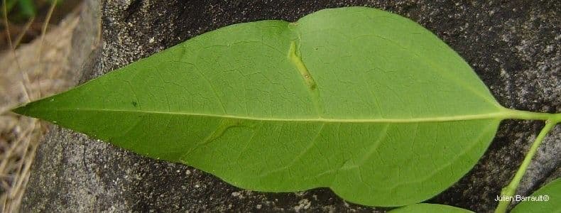Celtis paniculata 6