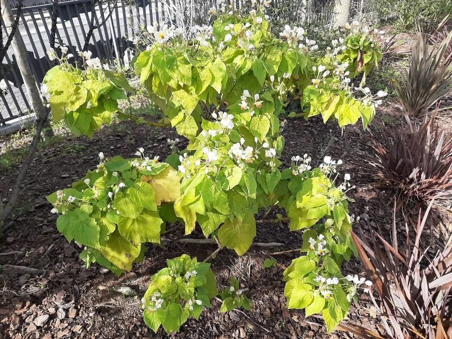 Sparmannia 6