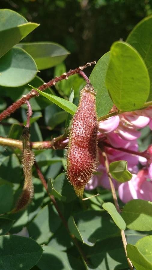 Robinia ispida 4
