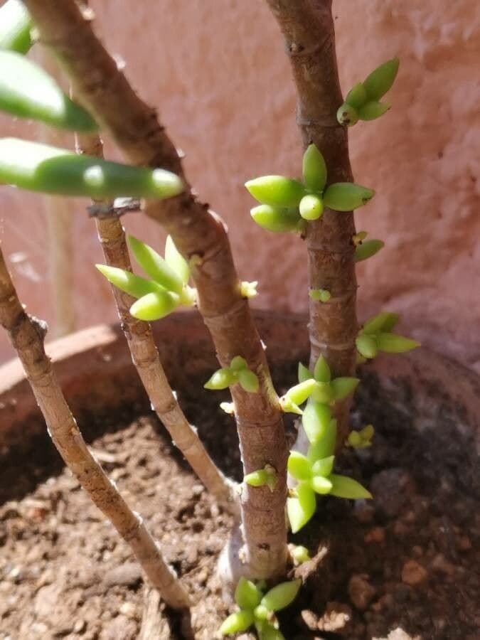 Crassula tetragona 20