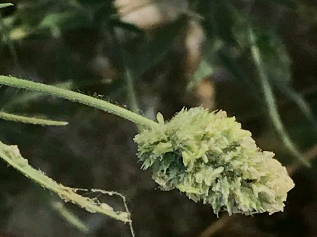 Aeluropus lagopoides 5