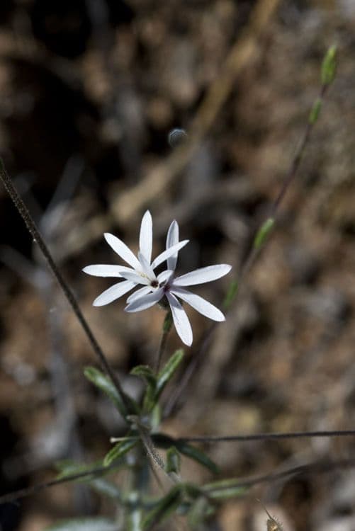 Lessingia 9