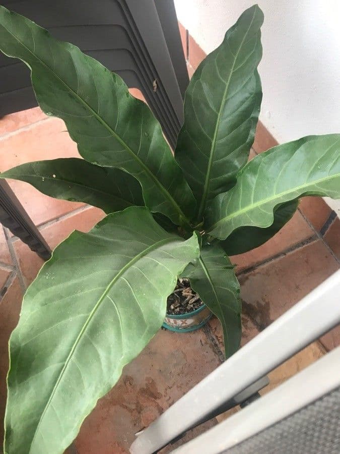 Anthurium