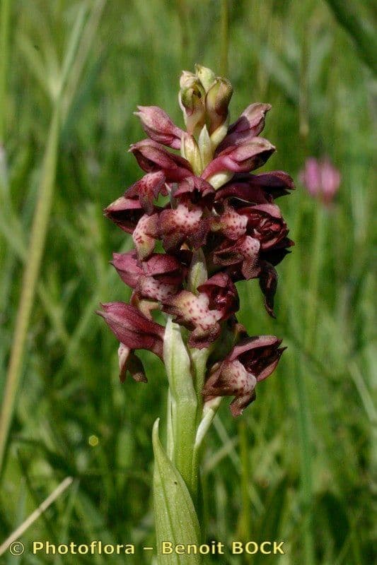 Orchide cimicina 23