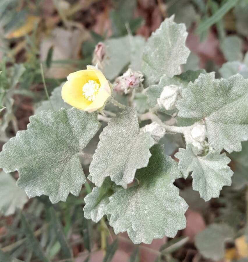 Malvella leprosa 12