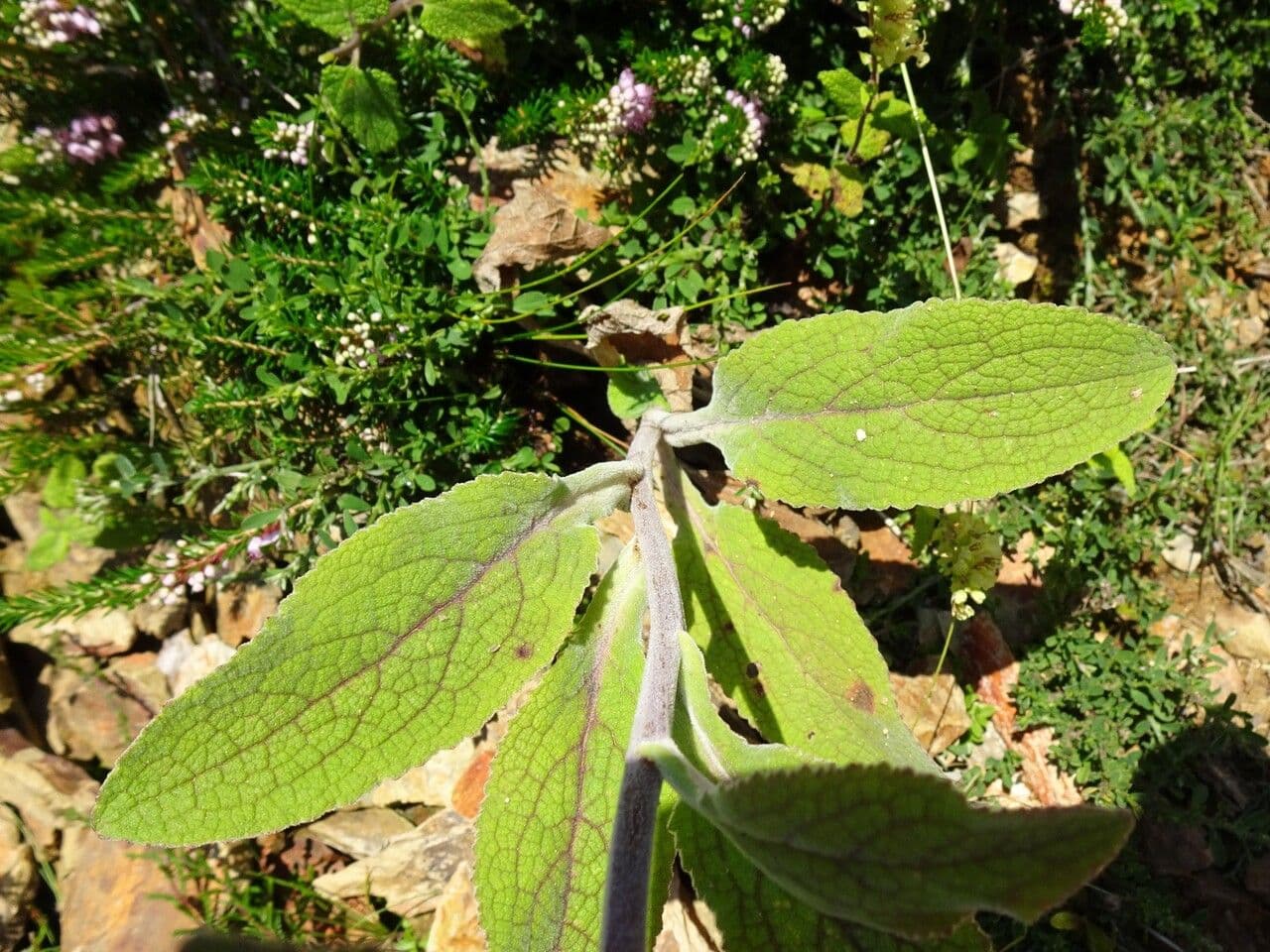 Náprstník červený 19