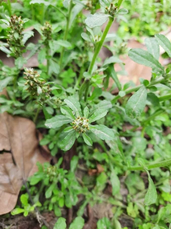 Gnaphalium 28