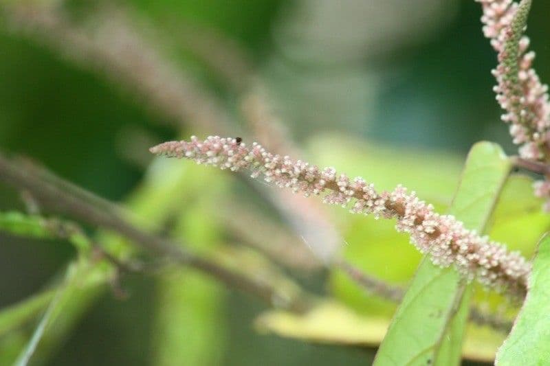 Acalypha 5