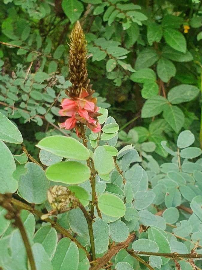 Indigofera