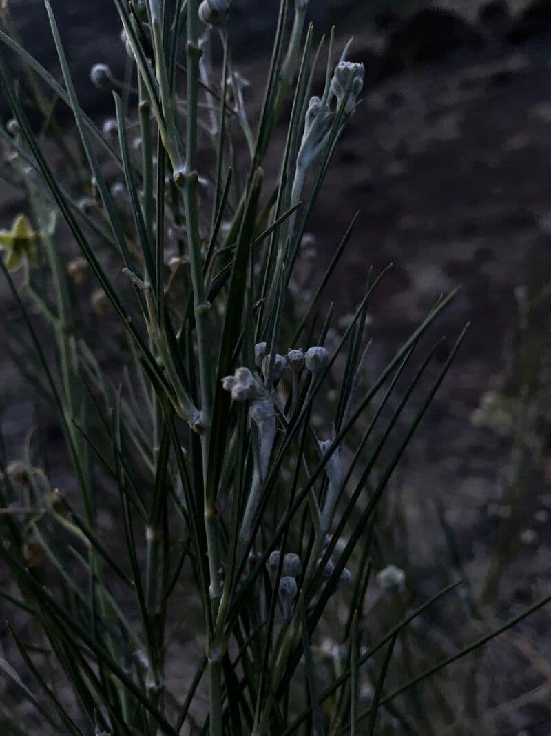 Gomphocarpus 20