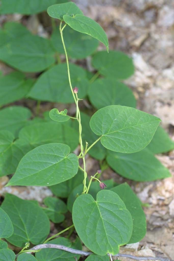 Matelea 14
