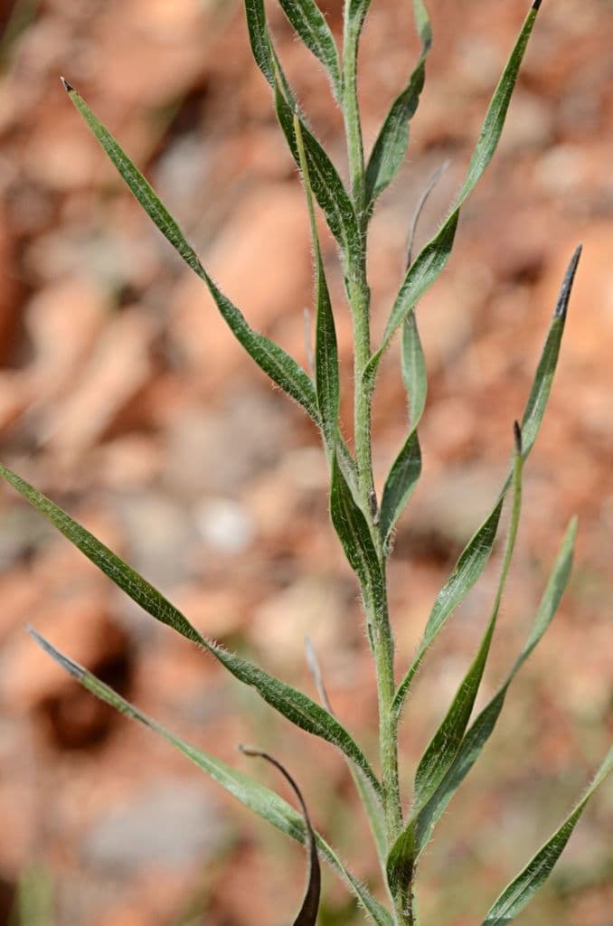 Liatris 14
