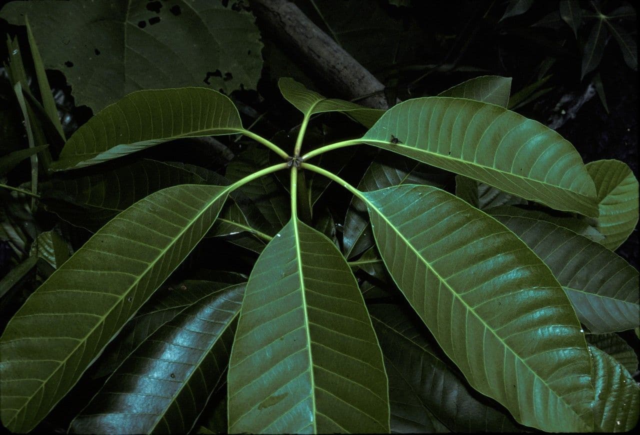 Dyera 4