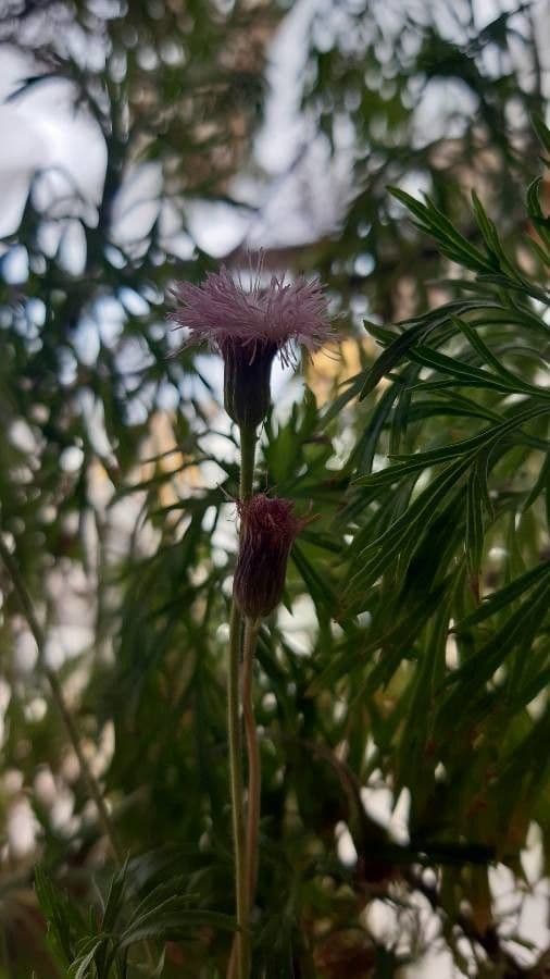 Hofmeisteria 2