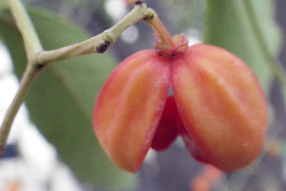 Euonymus myrianthus 4