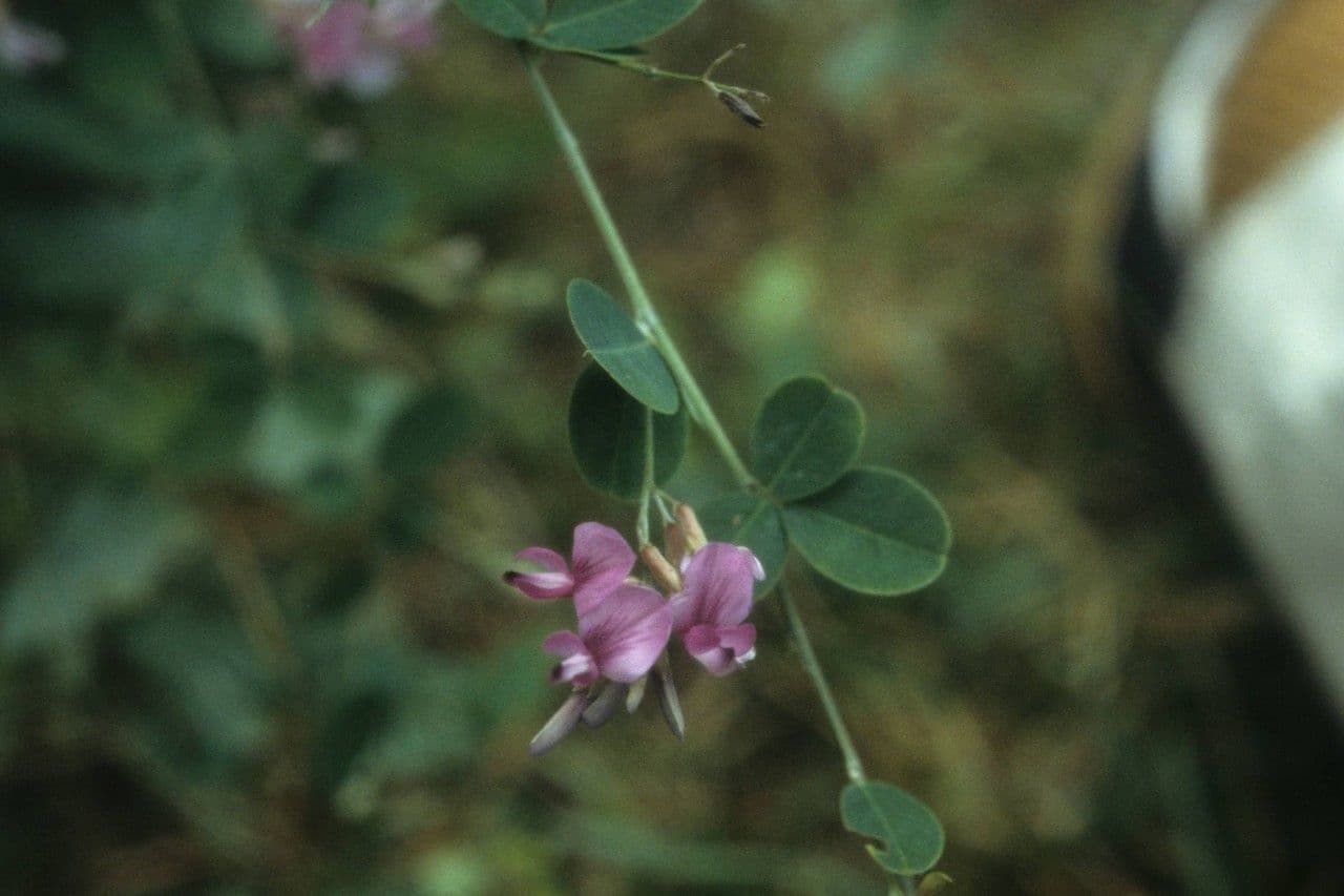 Lespedeza violacea 7