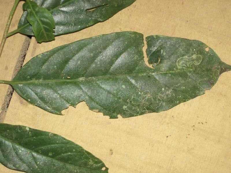 Dendrobangia 8