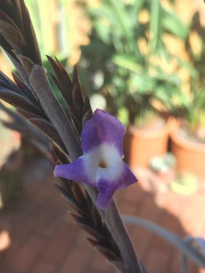 Tillandsia duratii 2