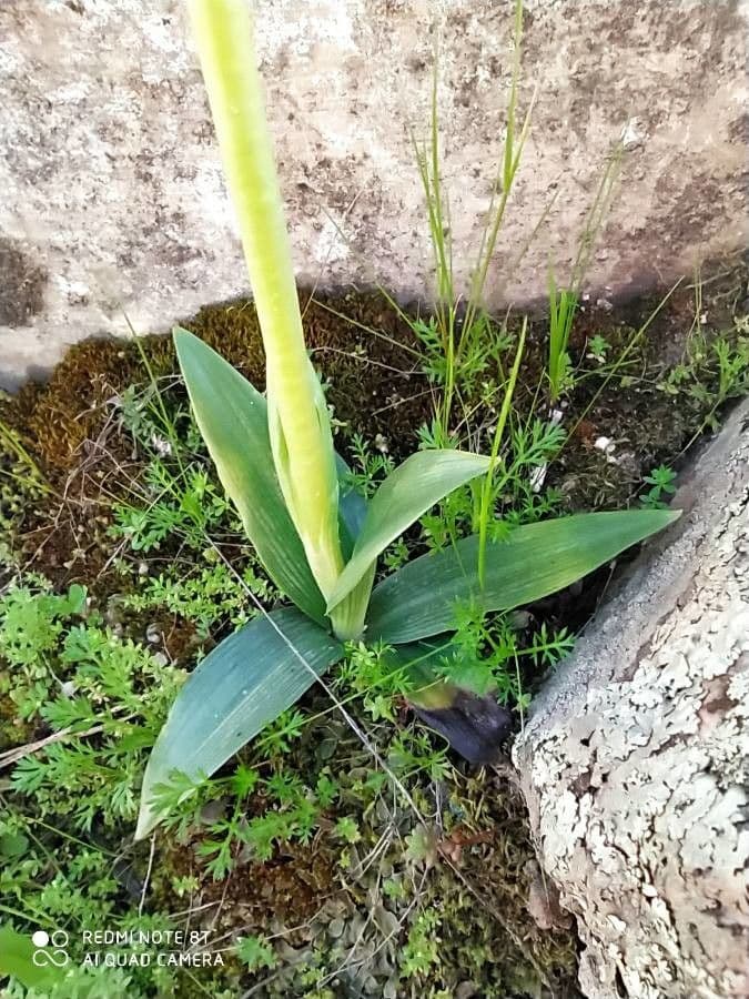 Ophrys tenthredinifera 13