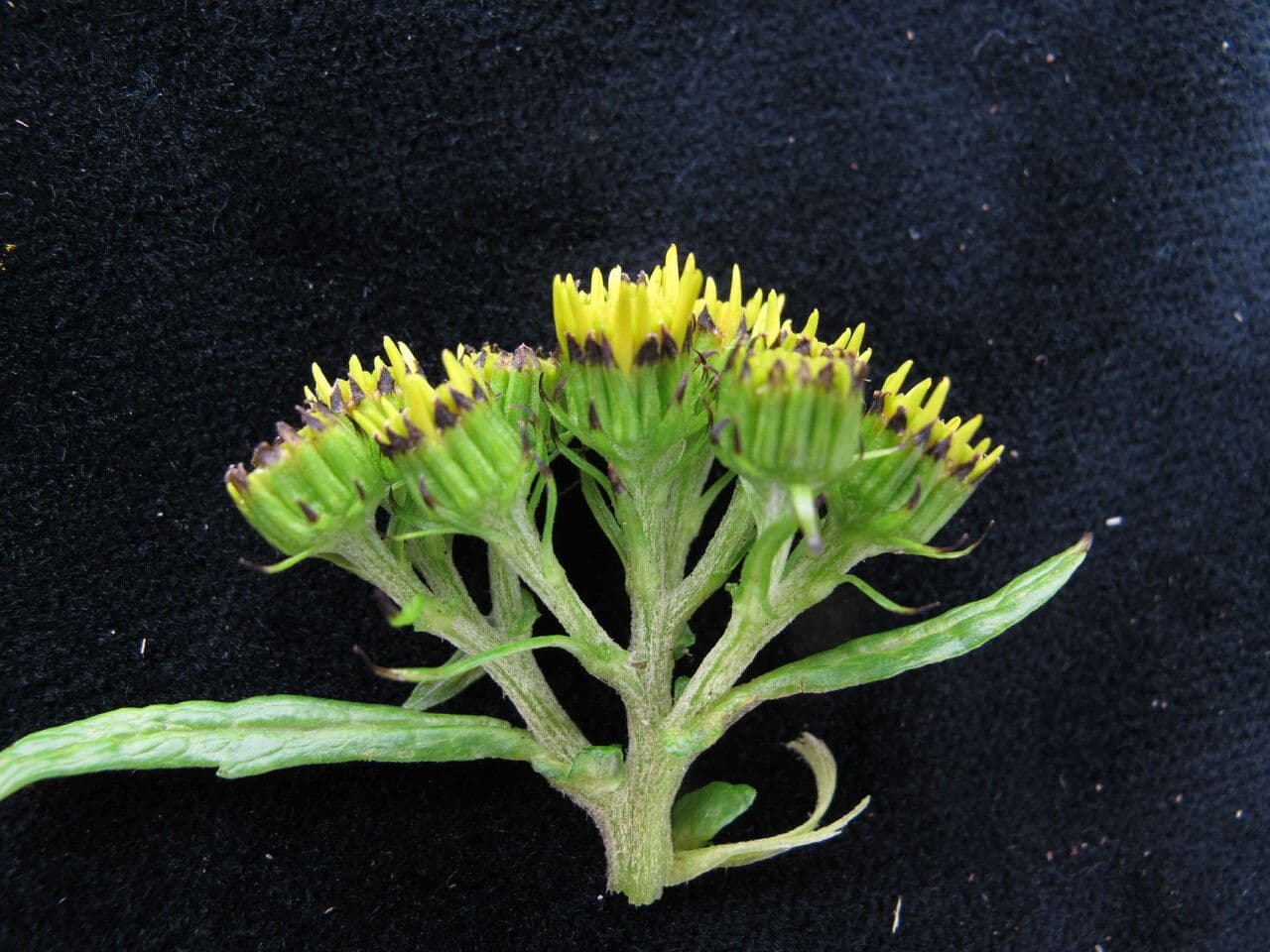 Senecio