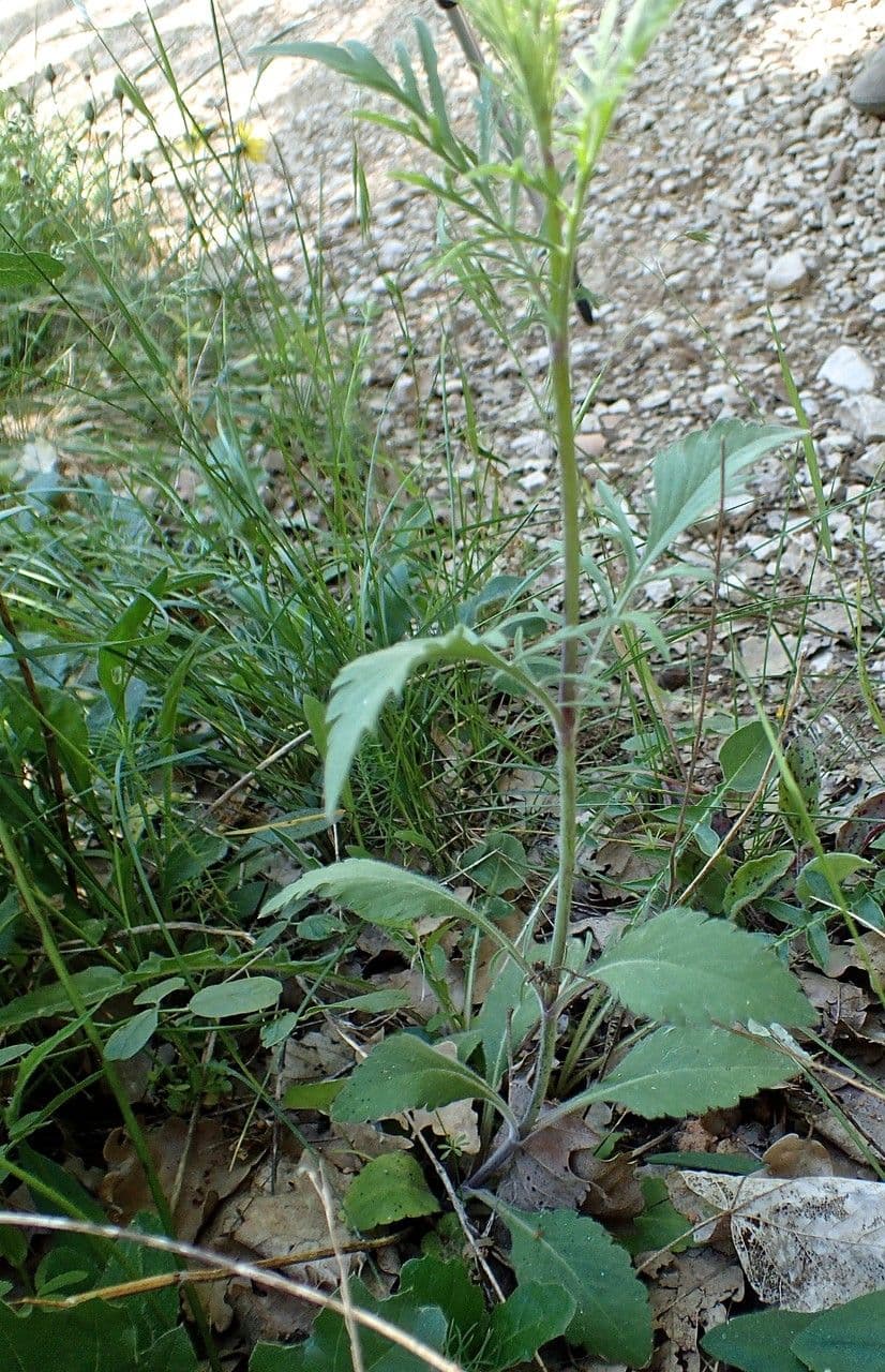 Scabiosa triandra 20