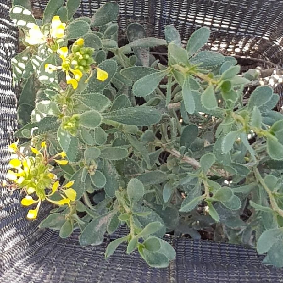 Falsa ginestra 11