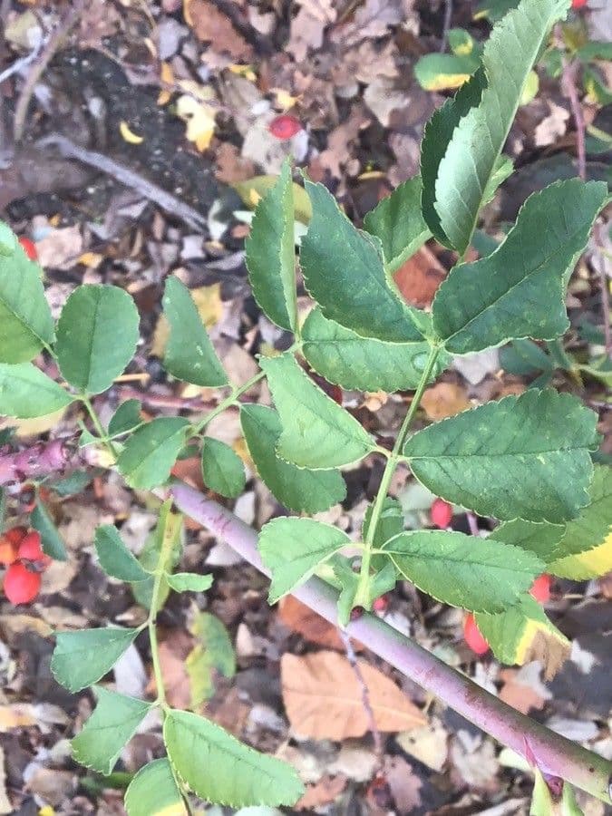 Rosa