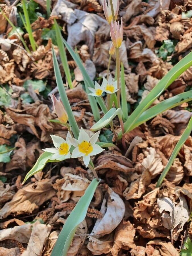 Tulip 4