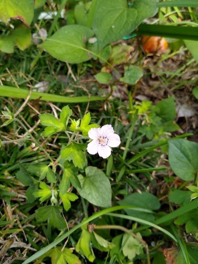 Geranium sibiricum 6