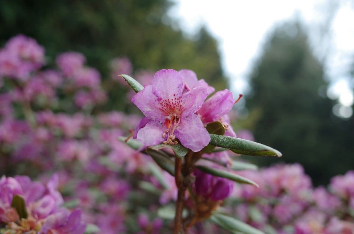 Rododendro 4