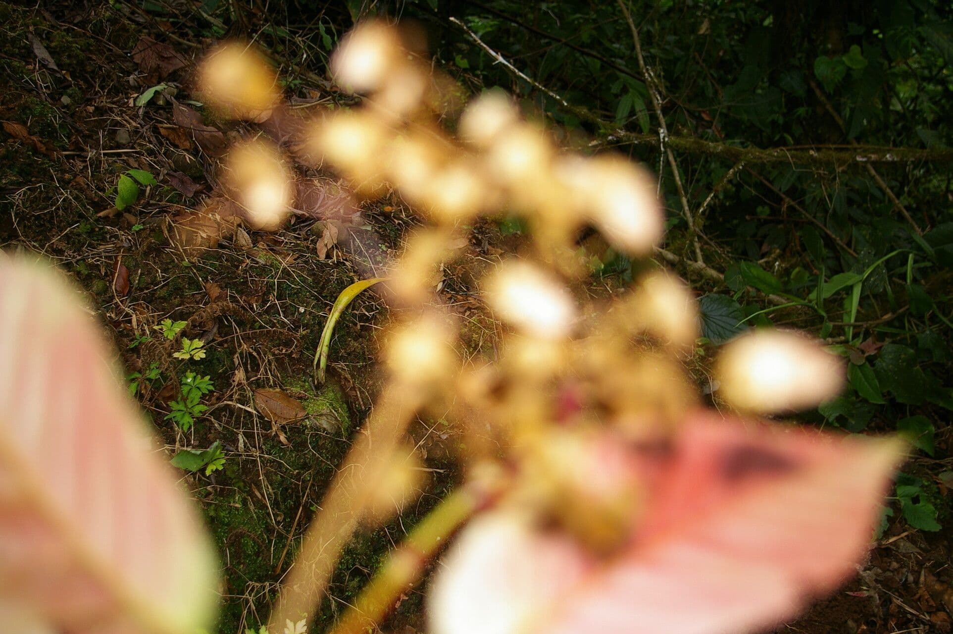 Begonia