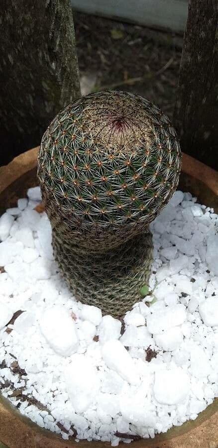 Mammillaria di Matuda